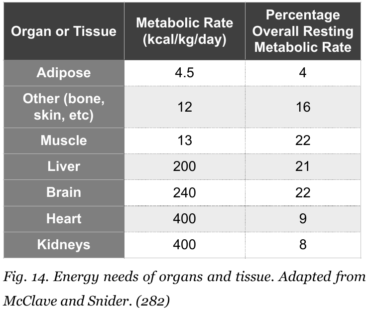 First-edition Figure 14 comparing estimated resting energy use per kilogram of adipose tissue, muscle, liver, brain, heart and kidneys, with illustrative shares of whole-body resting expenditure.